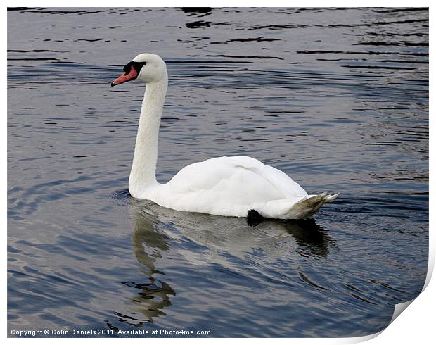 White Swan Print by Colin Daniels