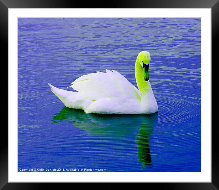 Green Crowned Swan Framed Mounted Print by Colin Daniels