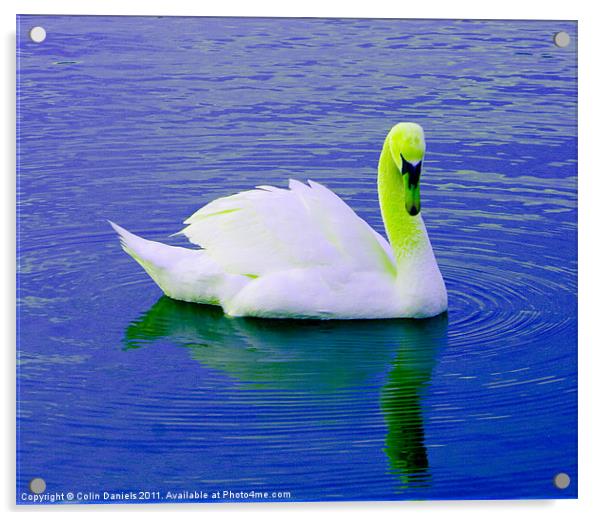 Green Crowned Swan Acrylic by Colin Daniels