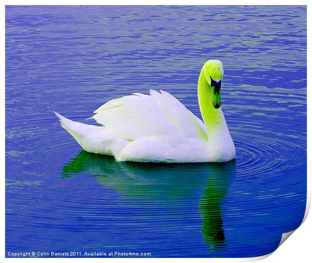 Green Crowned Swan Print by Colin Daniels