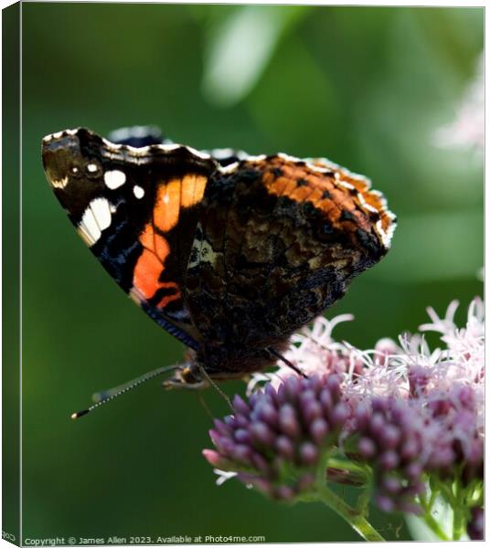 THE RED ADMIRAL Butterfly  Canvas Print by James Allen