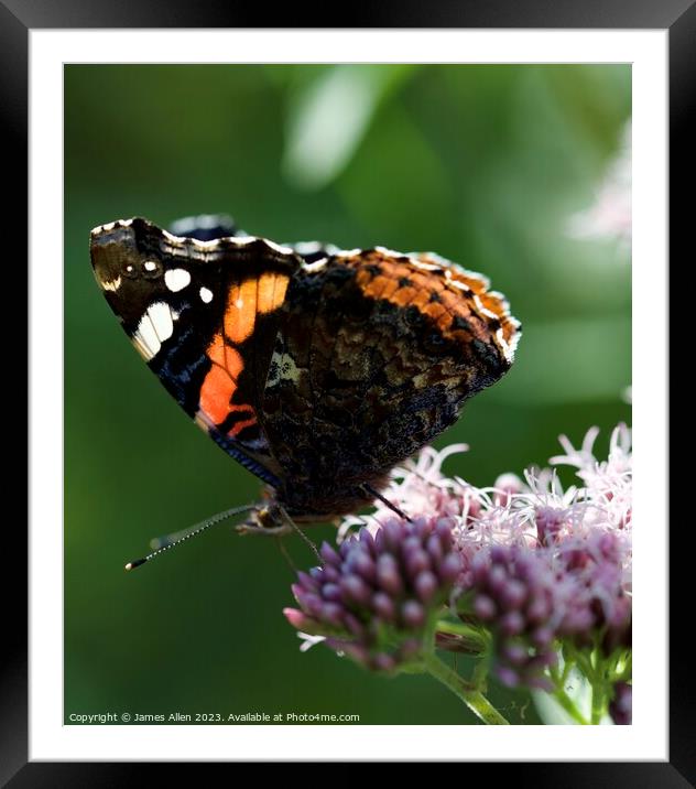 THE RED ADMIRAL Butterfly  Framed Mounted Print by James Allen