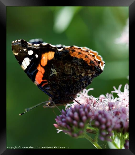 THE RED ADMIRAL Butterfly  Framed Print by James Allen