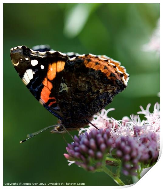THE RED ADMIRAL Butterfly  Print by James Allen