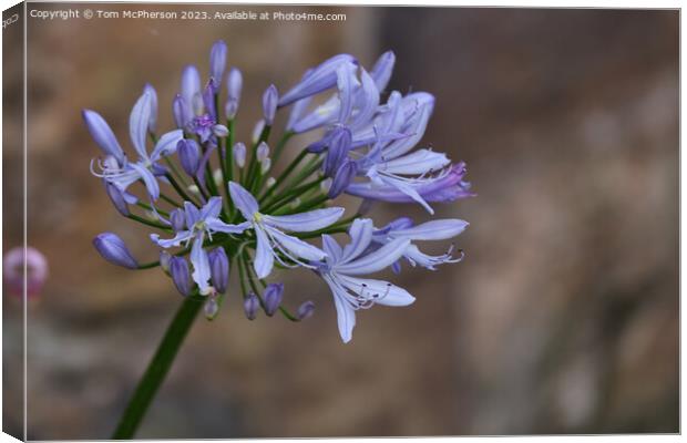Summer's Glory: The African Lily Canvas Print by Tom McPherson