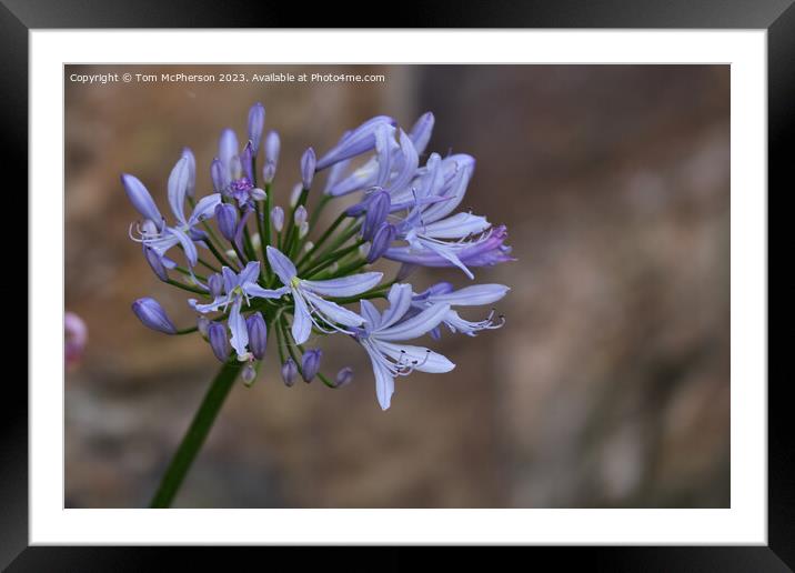 Summer's Glory: The African Lily Framed Mounted Print by Tom McPherson