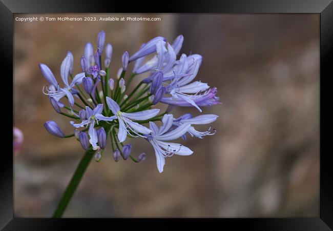 Summer's Glory: The African Lily Framed Print by Tom McPherson
