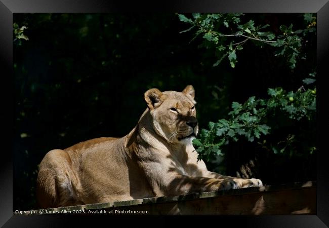 Lions  Framed Print by James Allen