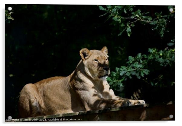 Lions  Acrylic by James Allen