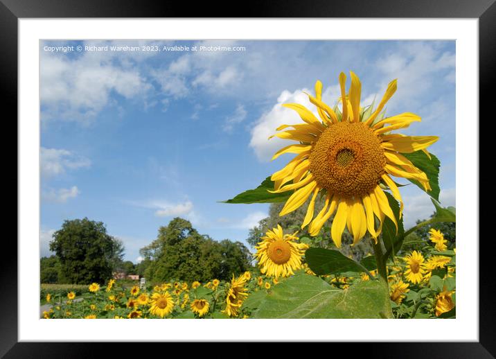 Sunflower Framed Mounted Print by Richard Wareham
