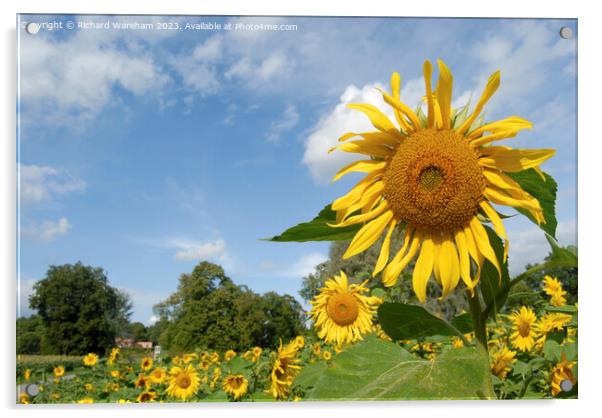 Sunflower Acrylic by Richard Wareham