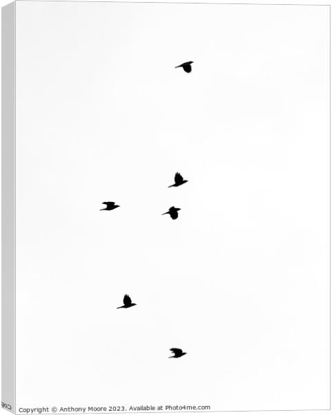 Skyward Seagulls in Synchrony Canvas Print by Anthony Moore