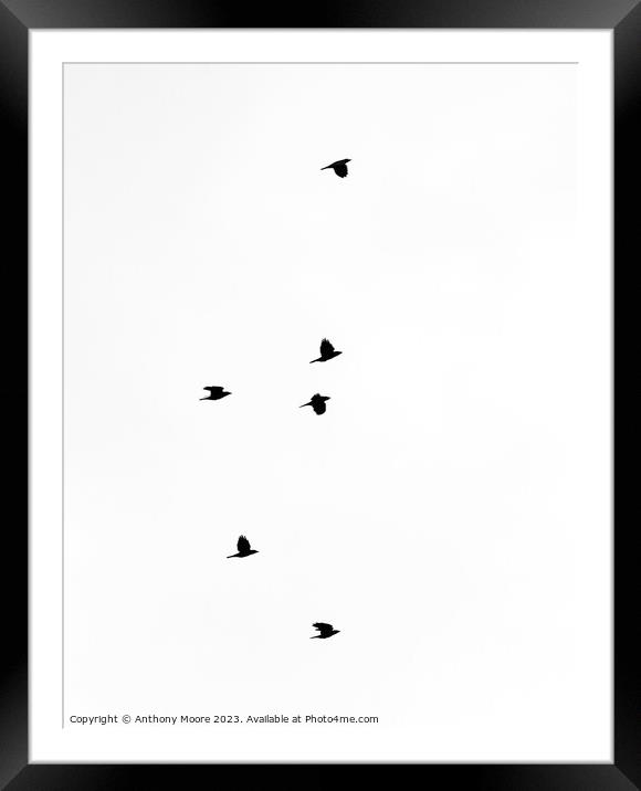 Skyward Seagulls in Synchrony Framed Mounted Print by Anthony Moore