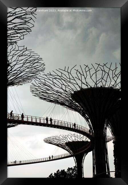 Singapore Supertree Grove Framed Print by Richard Wareham