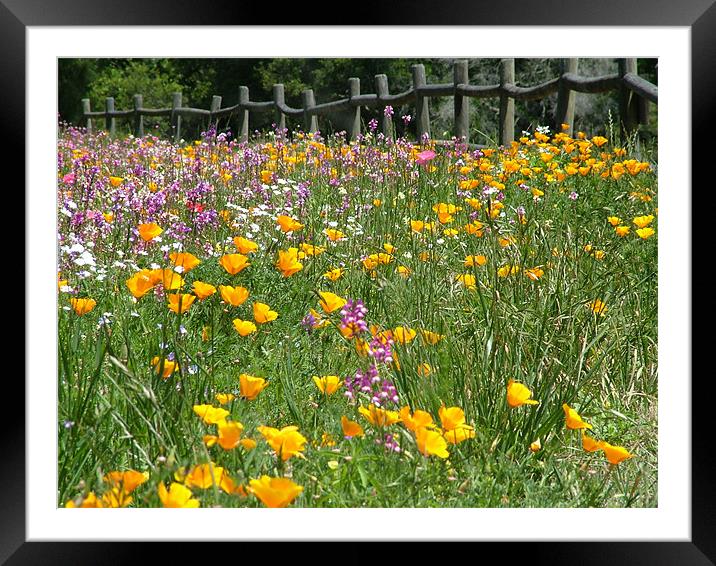 Colorful Meadow Framed Mounted Print by Tom Spann