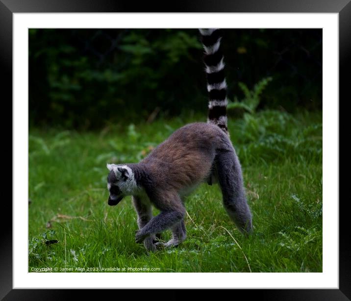Lemurs  Framed Mounted Print by James Allen
