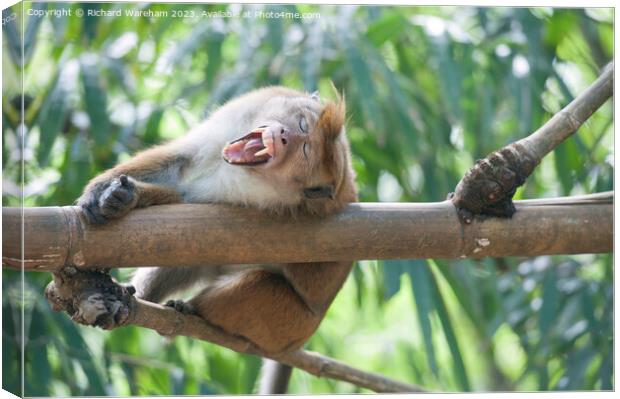 Yawning macaque Canvas Print by Richard Wareham