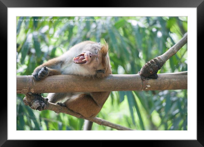 Yawning macaque Framed Mounted Print by Richard Wareham