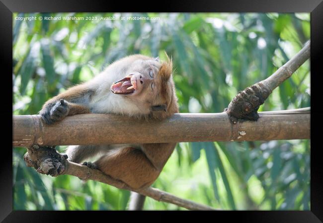 Yawning macaque Framed Print by Richard Wareham