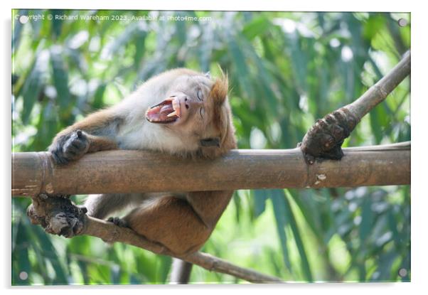 Yawning macaque Acrylic by Richard Wareham