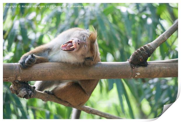 Yawning macaque Print by Richard Wareham