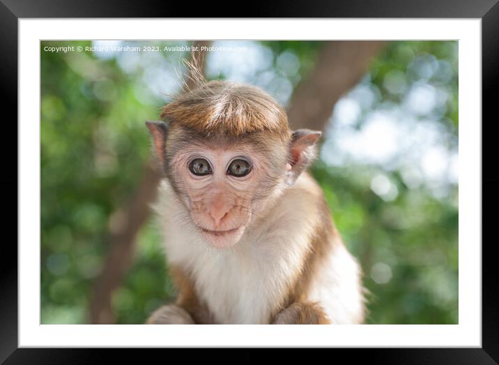 Juvenile Toque Macaque  Framed Mounted Print by Richard Wareham