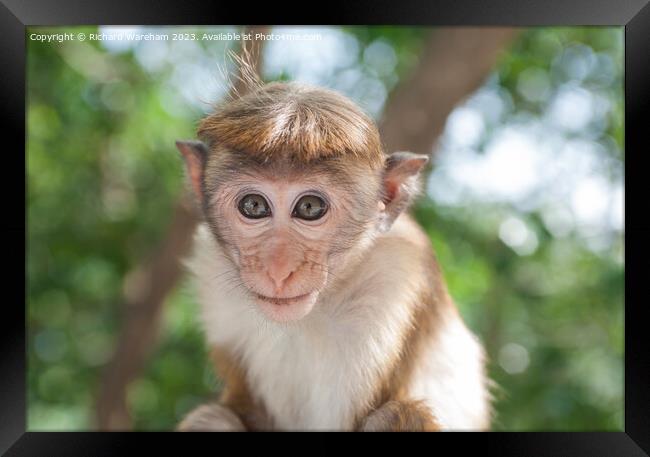 Juvenile Toque Macaque  Framed Print by Richard Wareham