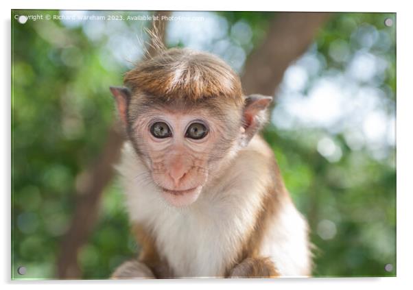Juvenile Toque Macaque  Acrylic by Richard Wareham