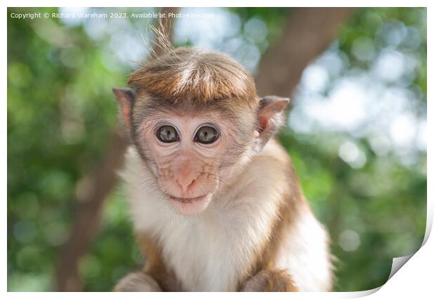 Juvenile Toque Macaque  Print by Richard Wareham