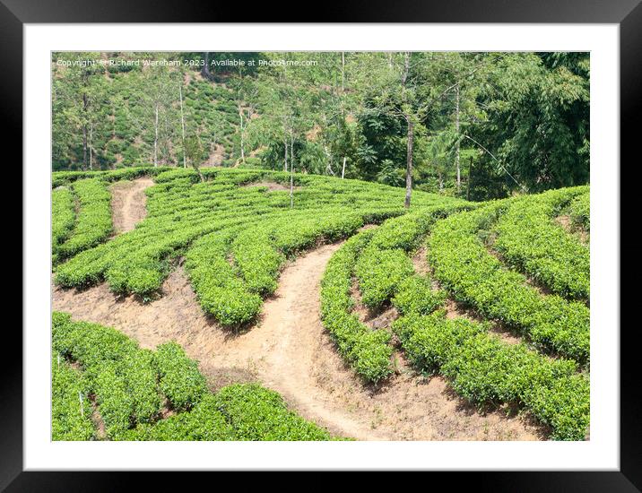 Sri Lanka Tea plantations Framed Mounted Print by Richard Wareham