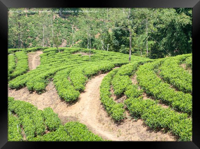 Sri Lanka Tea plantations Framed Print by Richard Wareham