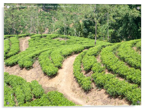 Sri Lanka Tea plantations Acrylic by Richard Wareham