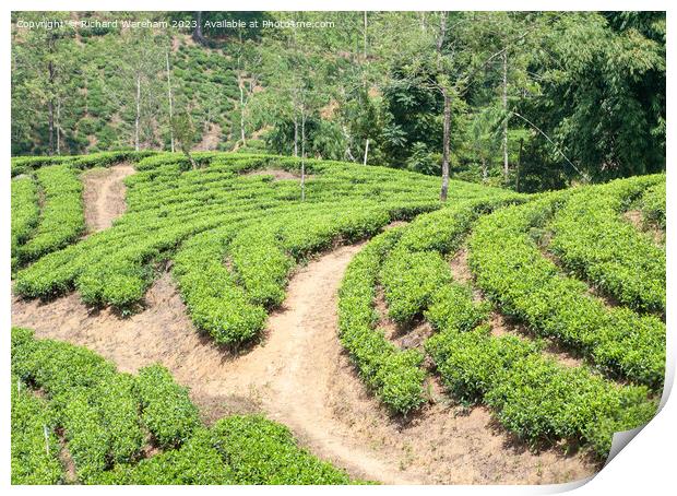 Sri Lanka Tea plantations Print by Richard Wareham