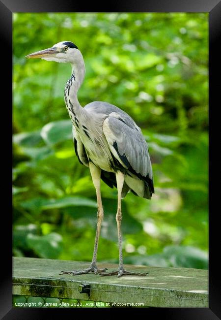 Heron  Framed Print by James Allen