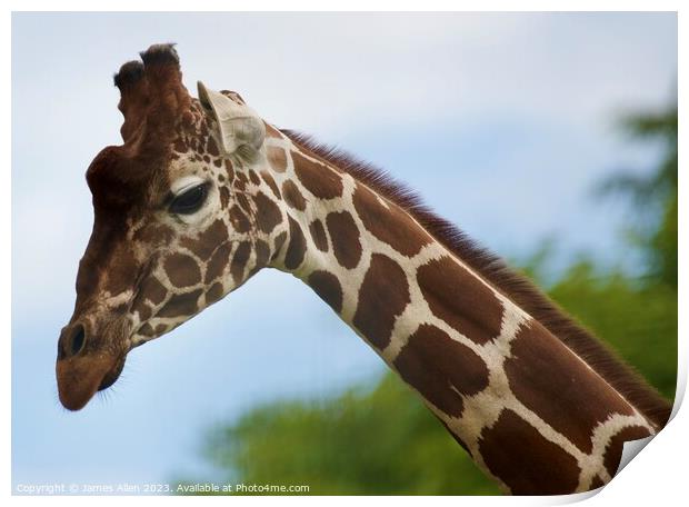 Giraffe  Print by James Allen