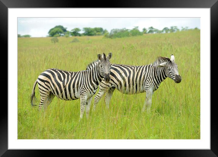 Equus quagga burchellii Framed Mounted Print by Richard Wareham