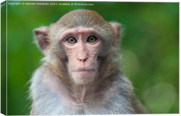A close up of a monkey Canvas Print by Richard Wareham