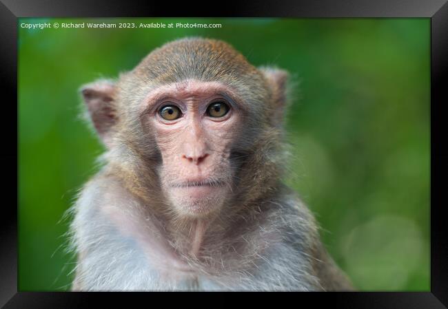 A close up of a monkey Framed Print by Richard Wareham