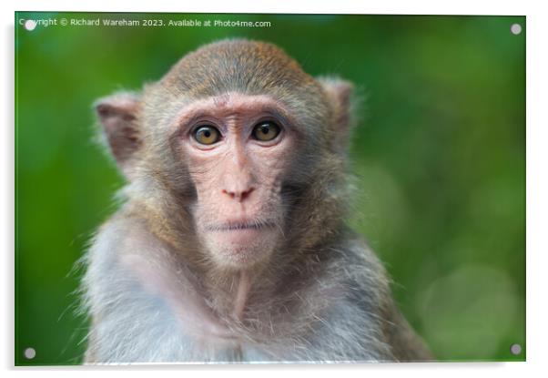 A close up of a monkey Acrylic by Richard Wareham