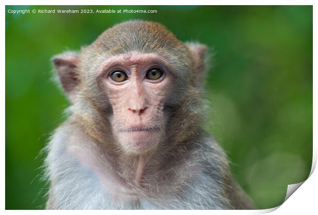 A close up of a monkey Print by Richard Wareham