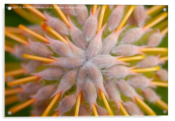 Protea Leucospermum praecox Acrylic by Richard Wareham