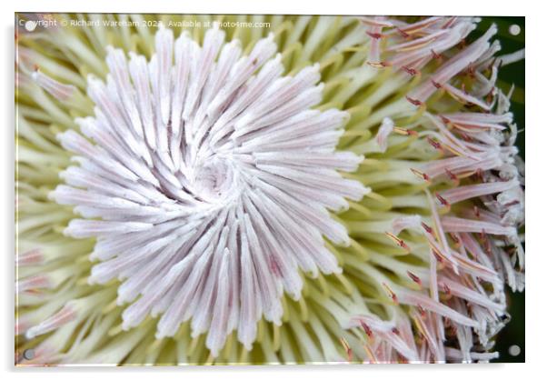  Protea cynaroides King Protea. Acrylic by Richard Wareham