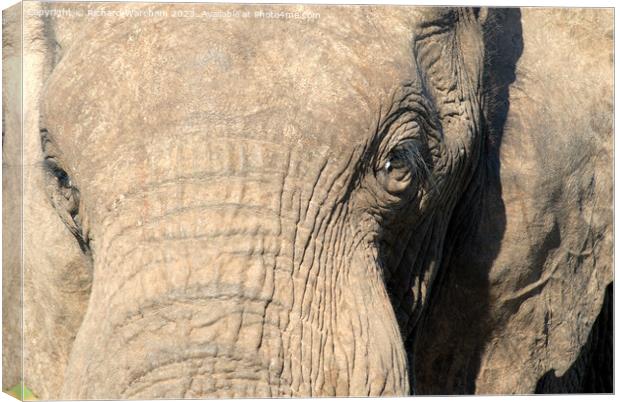 A close up of an elephant Canvas Print by Richard Wareham