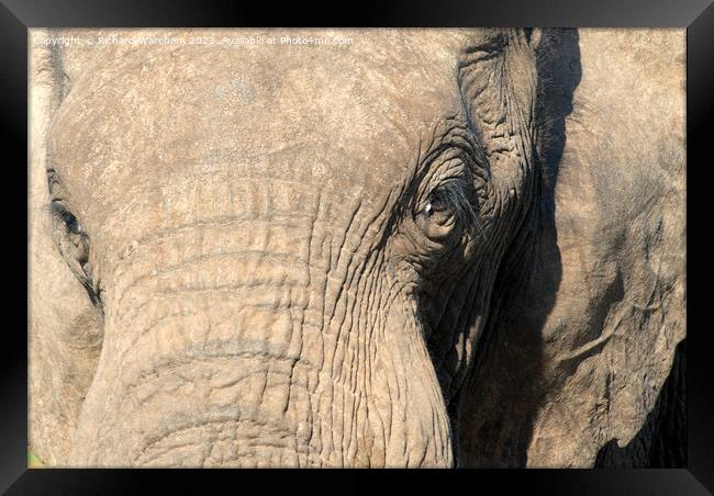 A close up of an elephant Framed Print by Richard Wareham