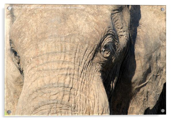 A close up of an elephant Acrylic by Richard Wareham