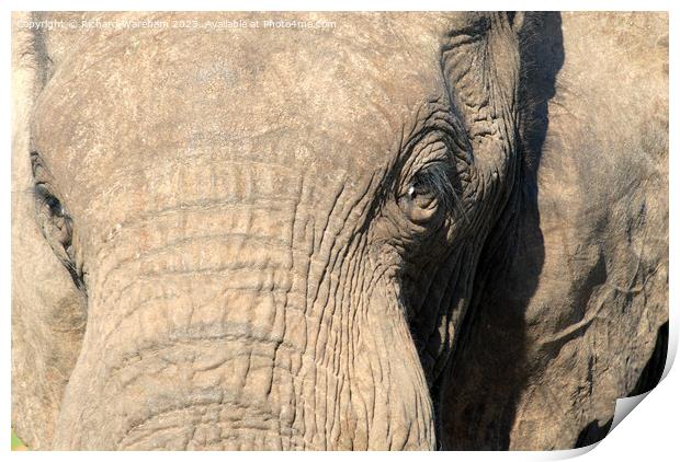 A close up of an elephant Print by Richard Wareham