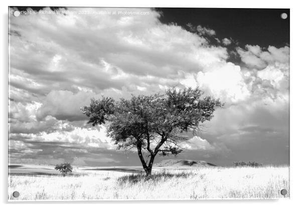 Northern Drakensberg South Africa Acrylic by Richard Wareham