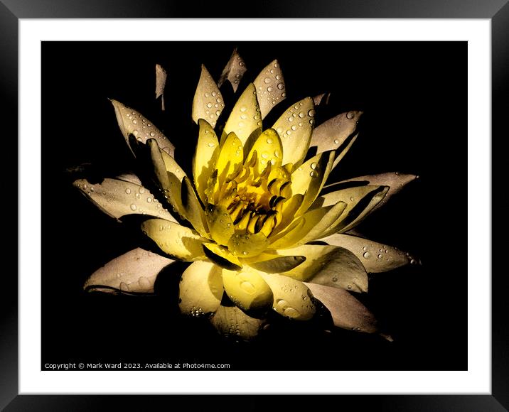 The Glowing Lily Framed Mounted Print by Mark Ward