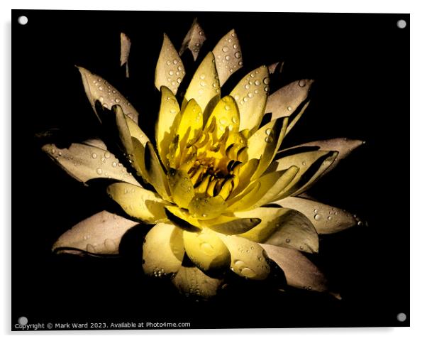 The Glowing Lily Acrylic by Mark Ward