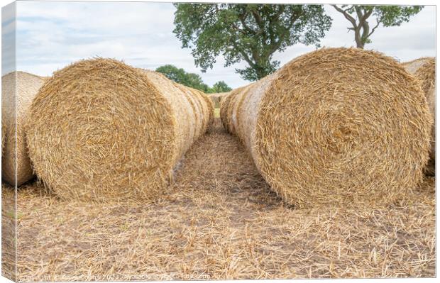 Hay bales lined up after the harvest in the UK Canvas Print by Dave Collins
